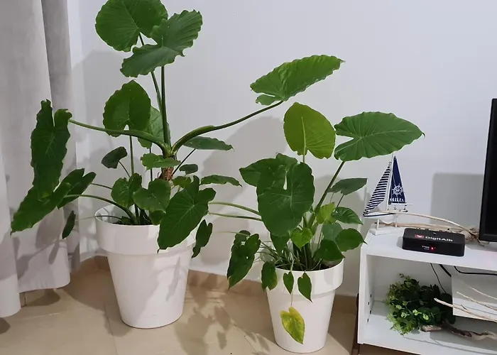 Nazari With Veranda 4 Guests Appartement Orikum